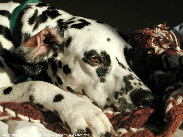 Photo de Dalmatien