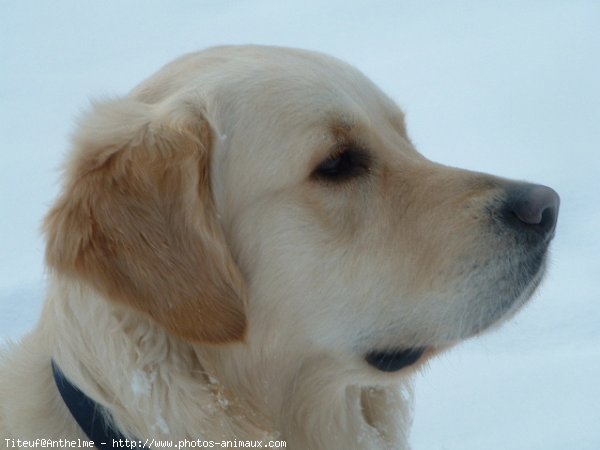 Photo de Golden retriever