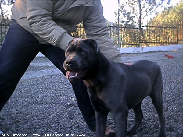 Photo de Chien de cour italien