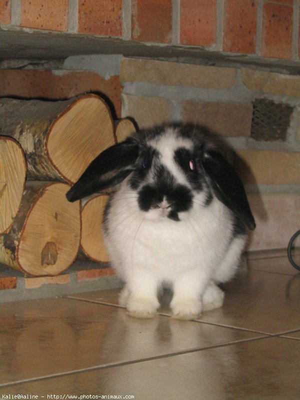 Photo de Lapin