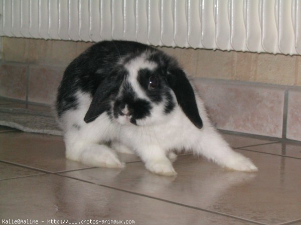 Photo de Lapin