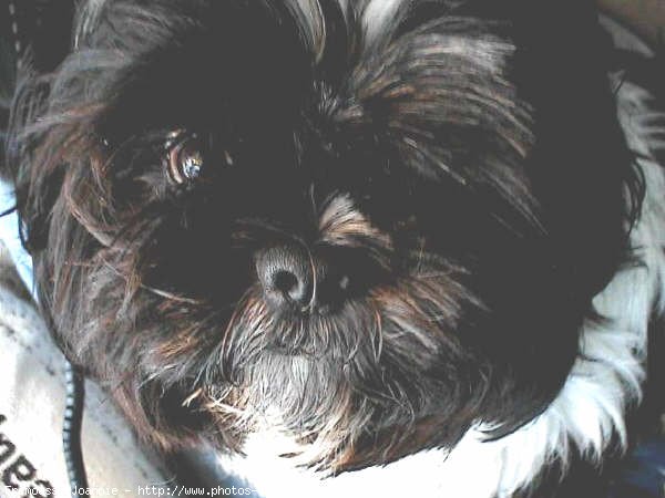 Photo de Shih tzu