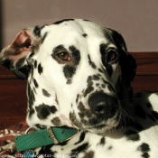 Photo de Dalmatien