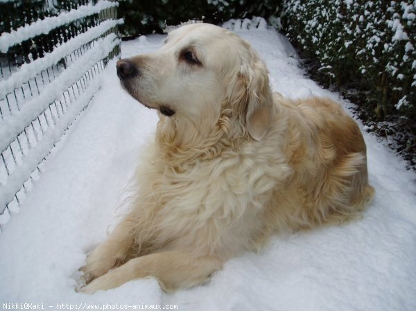 Photo de Golden retriever