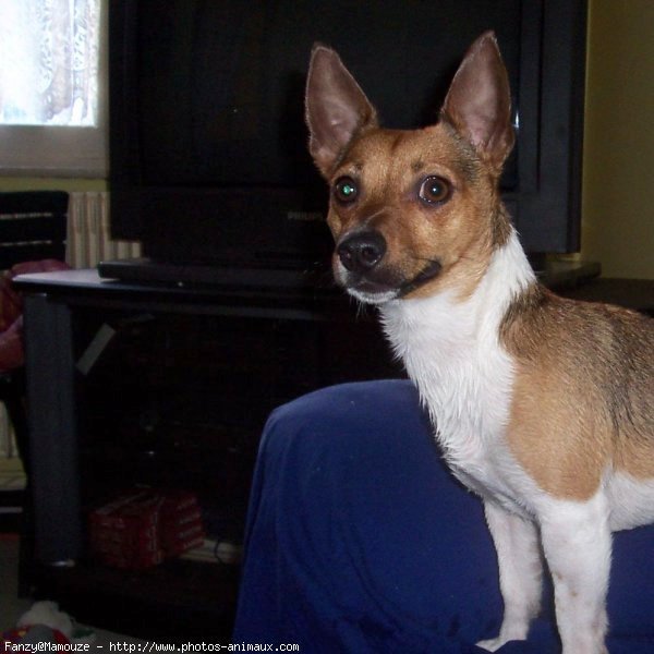 Photo de Jack russell terrier