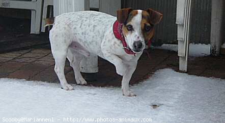 Photo de Jack russell terrier