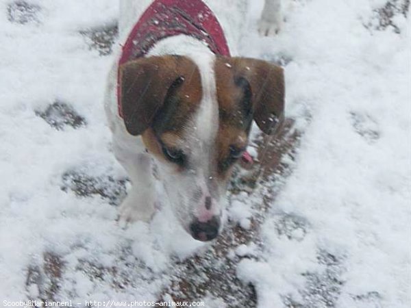 Photo de Jack russell terrier