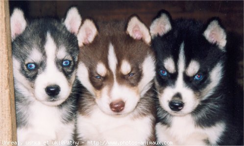 Photo de Husky siberien