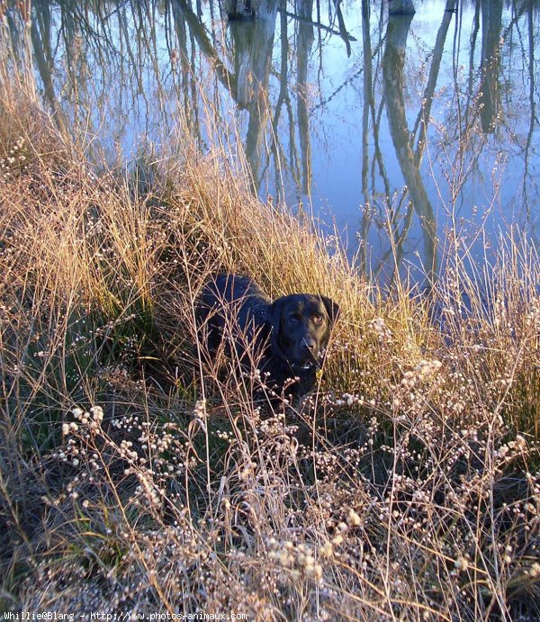 Photo de Labrador retriever