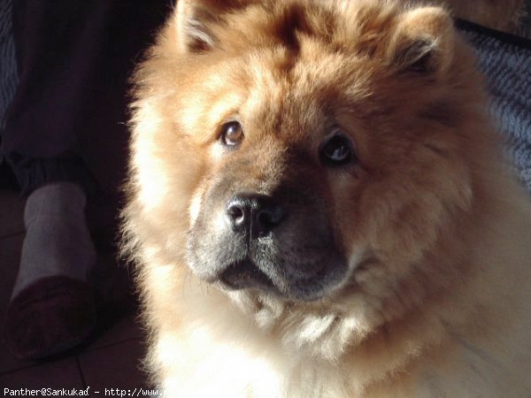 Photo de Chow chow