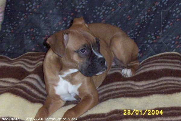 Photo de Boxer