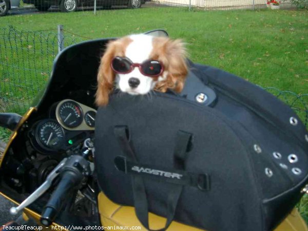 Photo de Cavalier king charles spaniel