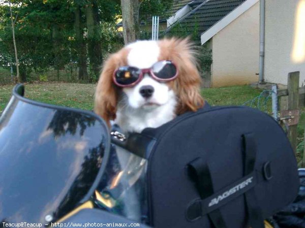 Photo de Cavalier king charles spaniel