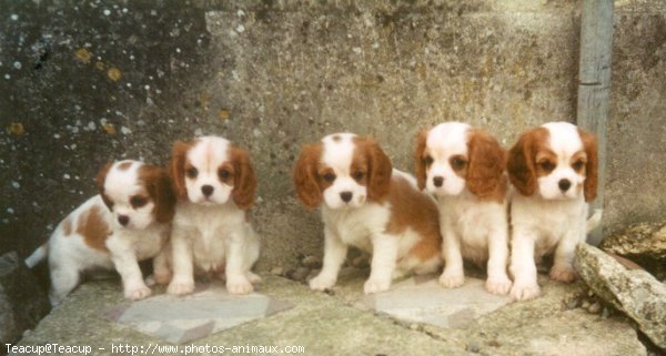 Photo de Cavalier king charles spaniel