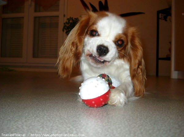 Photo de Cavalier king charles spaniel