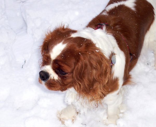 Photo de Cavalier king charles spaniel