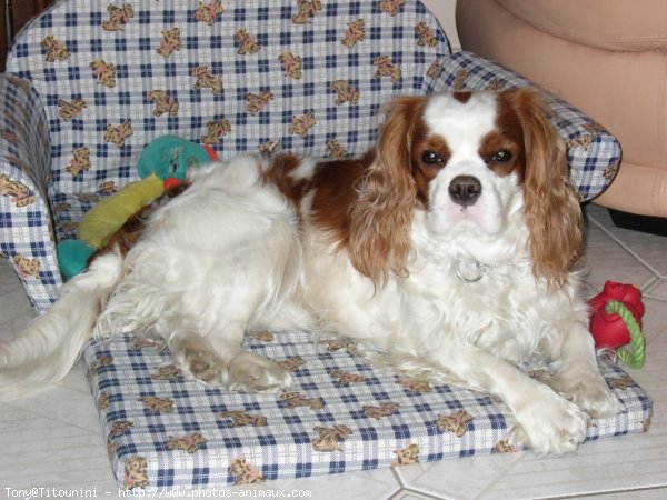 Photo de Cavalier king charles spaniel