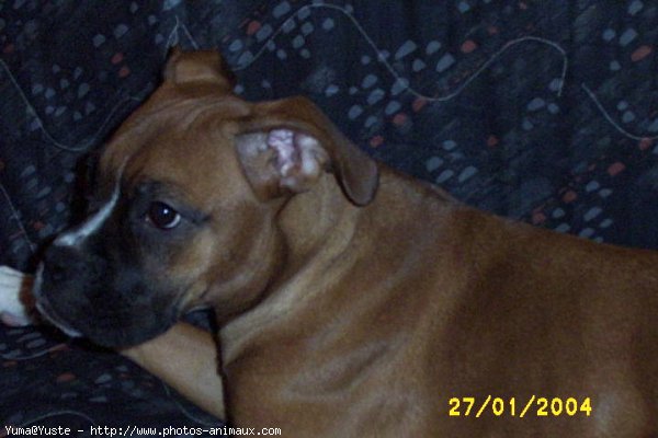 Photo de Boxer