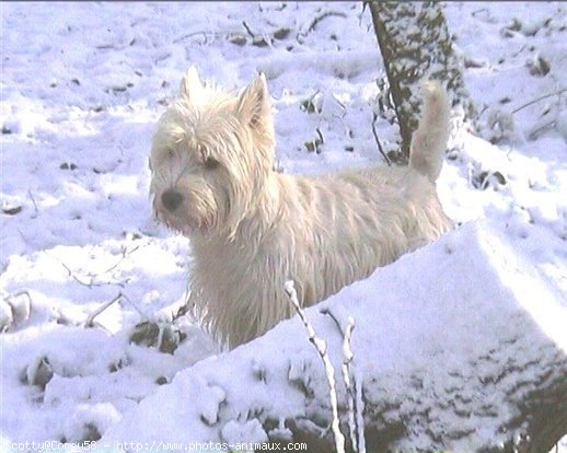 Photo de West highland white terrier