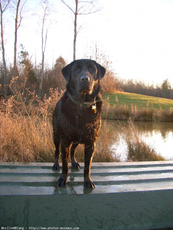 Photo de Labrador retriever