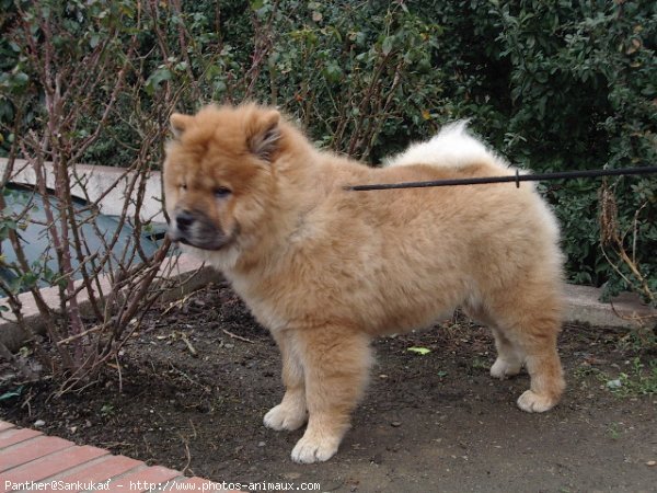 Photo de Chow chow