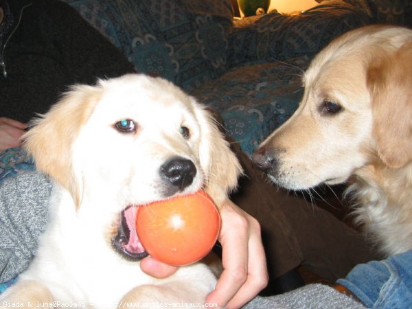 Photo de Golden retriever