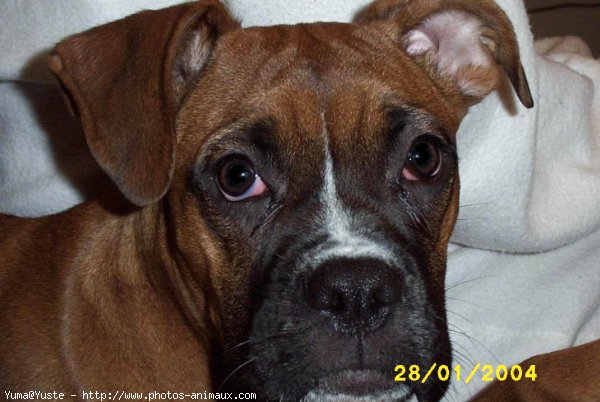 Photo de Boxer