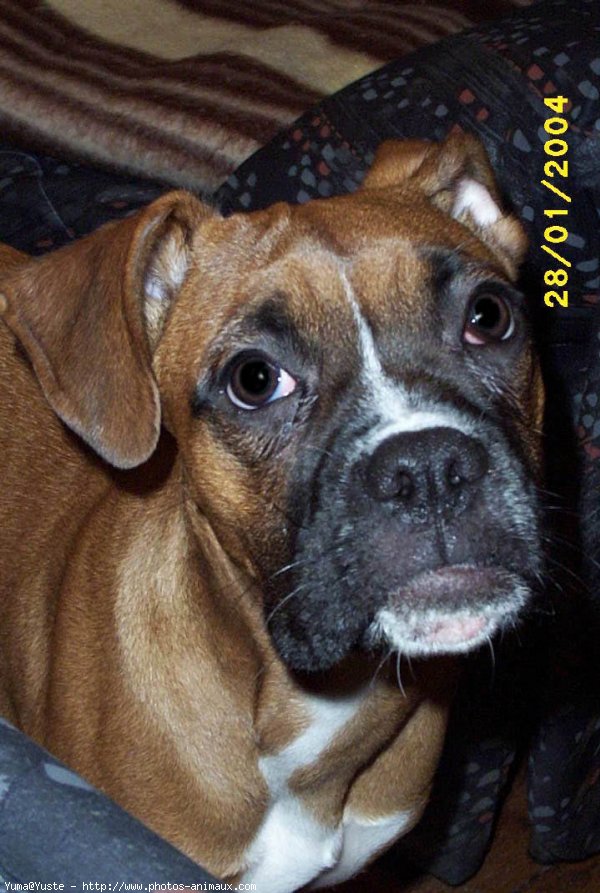 Photo de Boxer