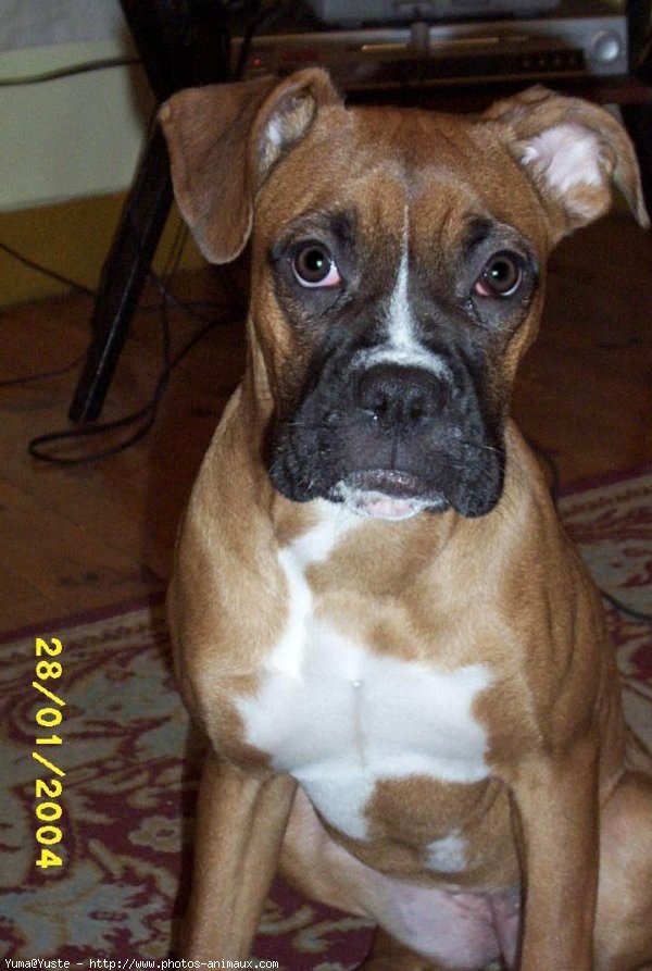 Photo de Boxer