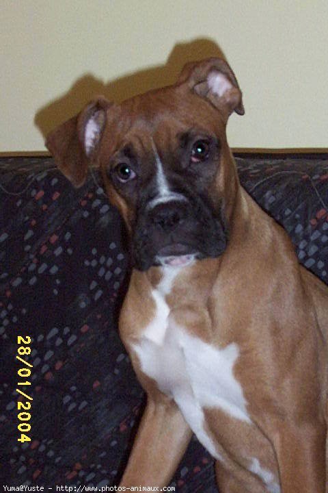 Photo de Boxer