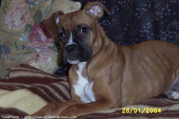 Photo de Boxer