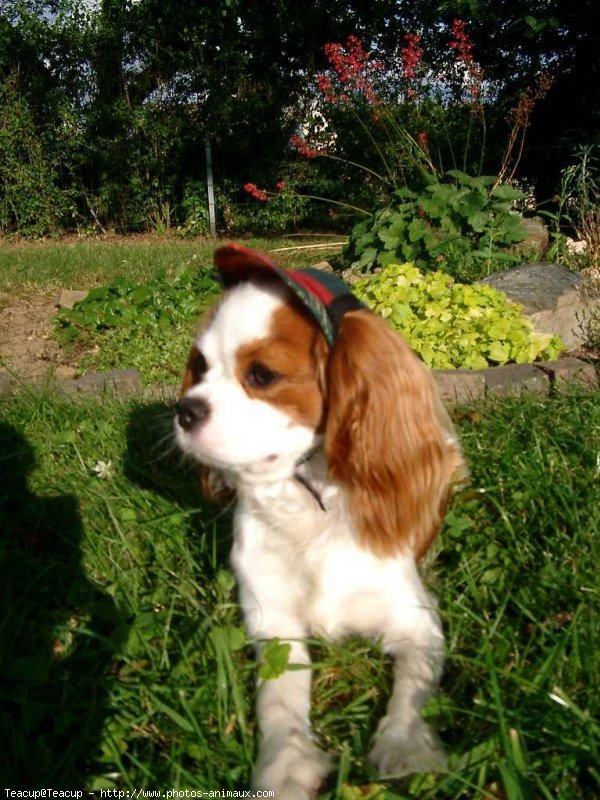 Photo de Cavalier king charles spaniel