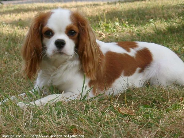 Photo de Cavalier king charles spaniel