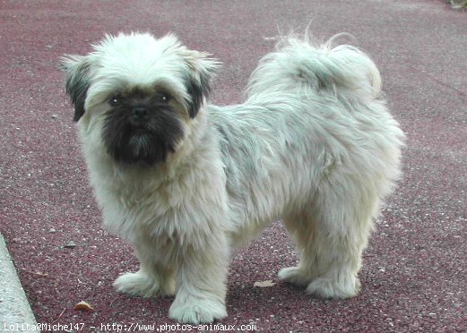 Photo de Shih tzu