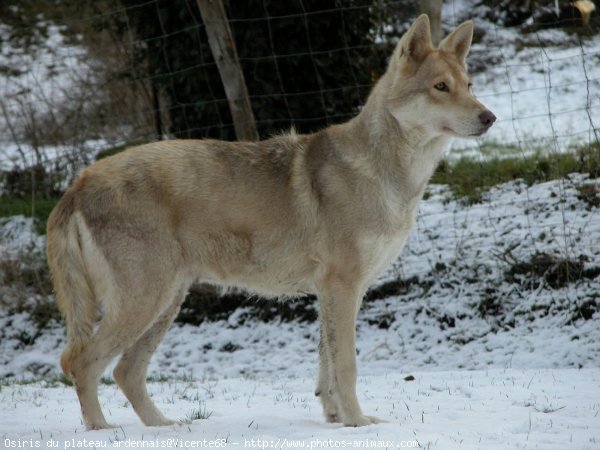 Photo de Chien-loup de saarloos