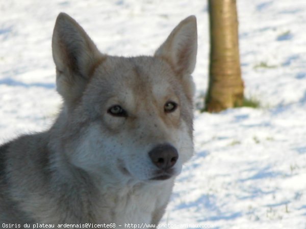 Photo de Chien-loup de saarloos