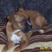 Photo de Boxer