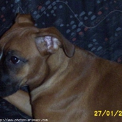 Photo de Boxer