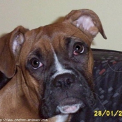 Photo de Boxer