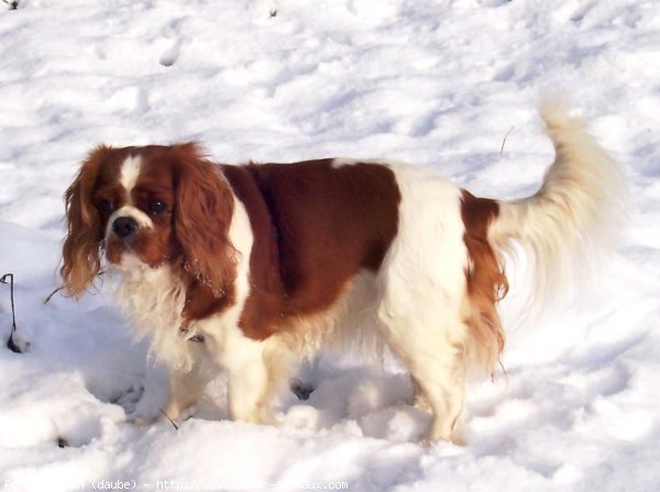 Photo de Cavalier king charles spaniel