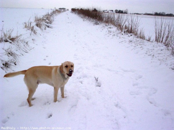 Photo de Labrador retriever