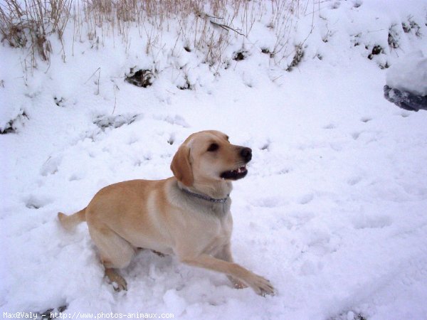 Photo de Labrador retriever