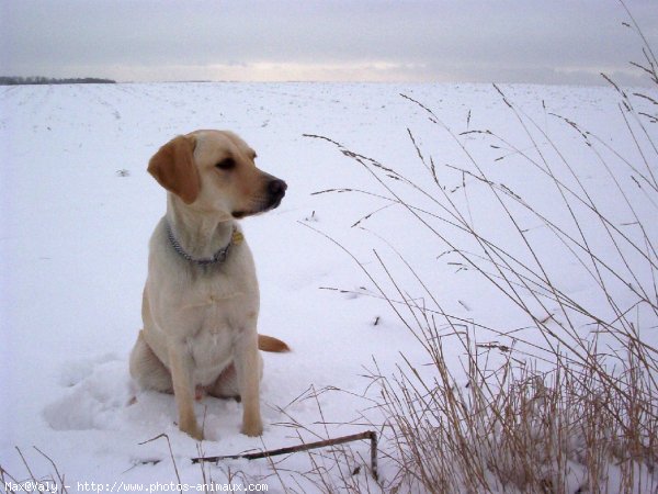 Photo de Labrador retriever