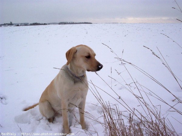 Photo de Labrador retriever