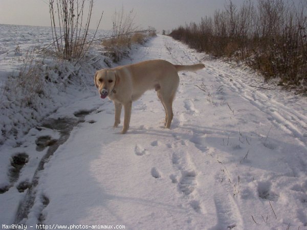 Photo de Labrador retriever