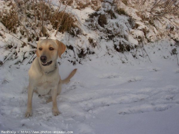 Photo de Labrador retriever