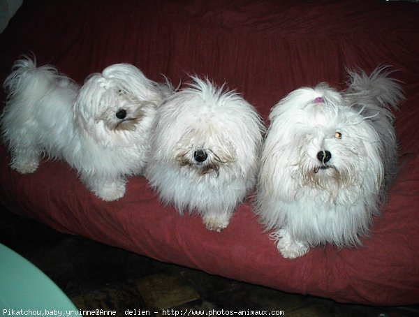 Photo de Coton de tulear