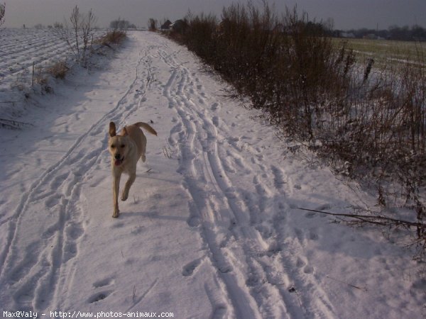 Photo de Labrador retriever