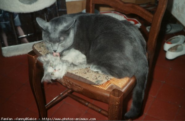 Photo de Chartreux