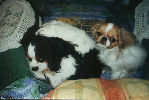 Photo de Cavalier king charles spaniel